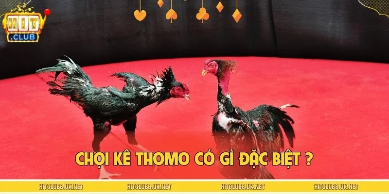 Chọi kê Thomo có gì đặc biệt khiến trận nào cũng nóng?