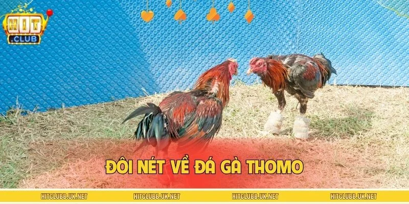 Đôi nét về đá gà Thomo