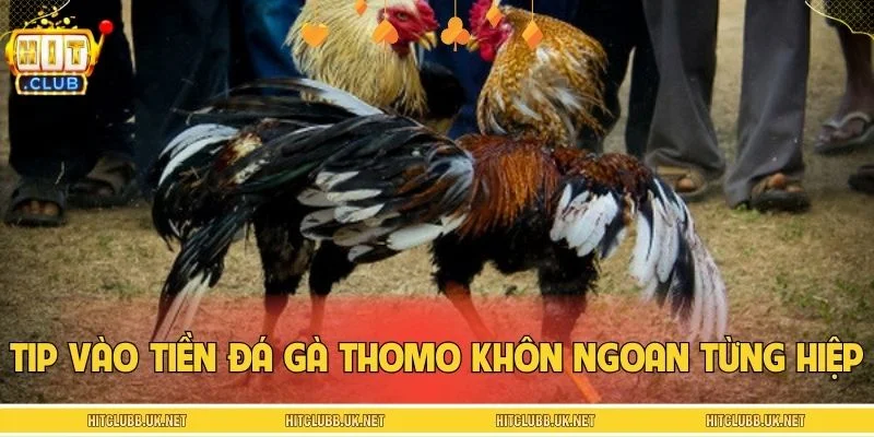 Tip vào tiền đá gà Thomo khôn ngoan theo từng hiệp