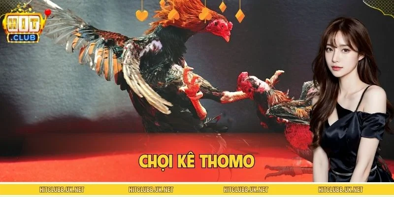 Chọi Kê Thomo - Bí Quyết Soi Chiến Kê Chuẩn Trước Khi Vào