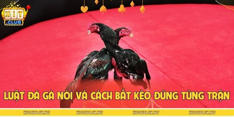 Luật đá gà nòi và cách bắt kèo đúng theo từng trận