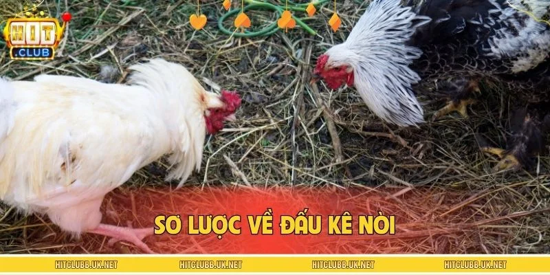 Sơ lược về đấu kê nòi
